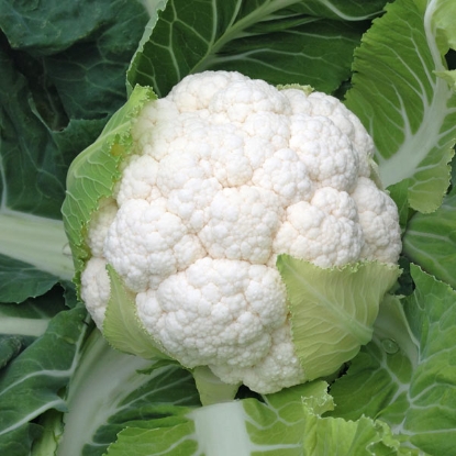 Picture of Organic Cauliflower Skywalker F1